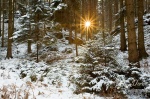 forest, sunrise, national park, sun, sunstar, fir tree, schnee, sunrise, saxony, sachsen, germany, Best Landscape Photos of 2010, photo