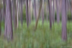 abstract, forest, coast, trees, farns, germany, 2016, Limited Editions, photo