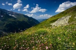 meadow, alpes, mountain, hohe tauern, national park, austria