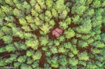 tree, forest, from above, abstract, drone, germany, 2020, Germany, photo