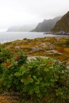 mountain, rain, rugged, shore, ocean, lofoten, norway, 2013, Norway, photo