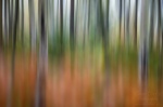 forest, abstract, national park, saxony, switzerland, germany, Germany, photo