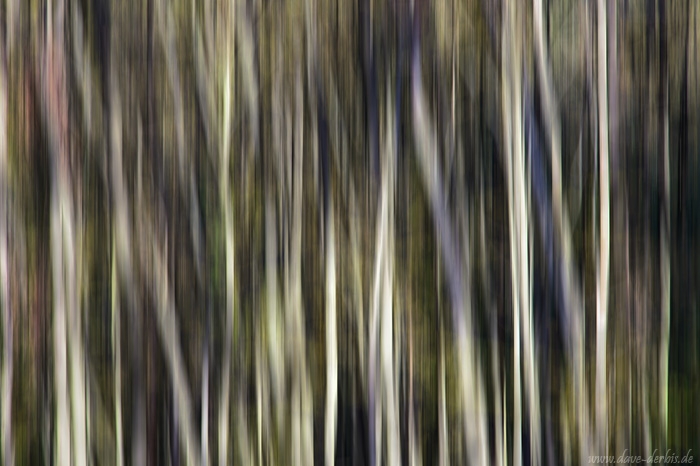 forest, abstract, golden hour, national park, germany, 2014, photo