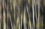 forest, abstract, golden hour, national park, germany, 2014, Germany, photo