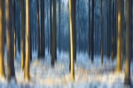 forest, abstract, national park, saxony, switzerland, germany, Abstract Forest Renditions, photo