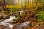 autumn, forest, foliage, stream, ilse, harz, germany, photo
