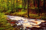 harz, forest, autumn, fall, creek, cascade, stream, mountains, germany, 2020, Stock Images Germany, photo