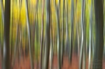 saxon switzerland, forest, abstract, autumn, germany, Abstract Forest Renditions, photo