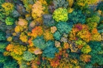 forest, autumn, fall, abstract, aerial, drone, harz, germany, 2020, photo