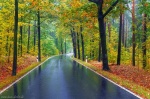 fall, foliage, autumn, forest, roadshot, road, october, germany, 2020, Stock Images Germany, photo
