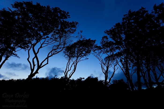 beach, trees, silhouette, baltic sea, weststrand, blue hour, twilight, germany, 2011, photo