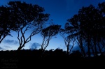 beach, trees, silhouette, baltic sea, weststrand, blue hour, twilight, germany, 2011, photo