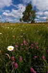 harz, meadow, flower, summer, tree, germany, 2010, Stock Images Germany, photo