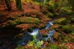 harz, autumn, river, forest, river, cascade, germany, 2012, Stock Images Germany, photo