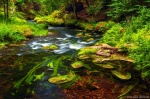 forest, stream, summer, river, cascade, bohemian switzerland, czech republic, 2020, Czech Republic, photo