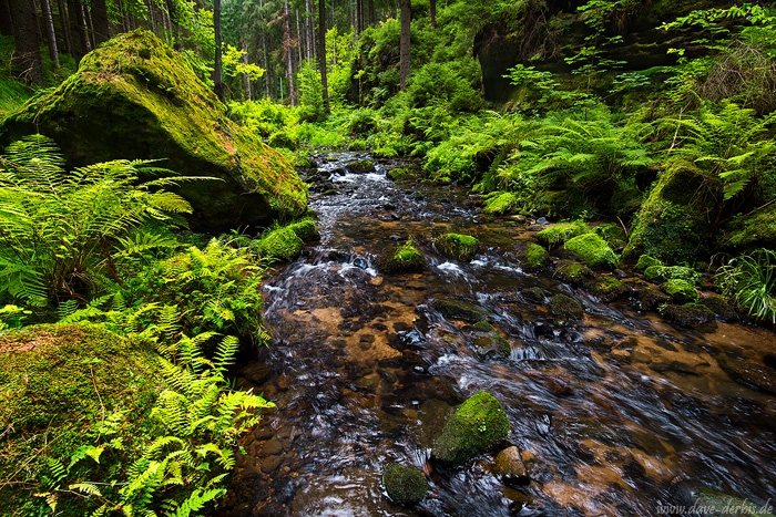 latest, river, stream, summer, khaa, forest, bohemian switzerland, national park, czech republic, 2015, photo
