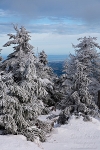 harz, winter, snow, brocken, fir tree, germany, 2009, Stock Images Germany, photo