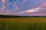 brumby, sunset, field, pink, cloud, wallpaper