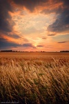 sunset, field, summer, corn, sun, rural, brumby, germany, Personal Favorites, photo