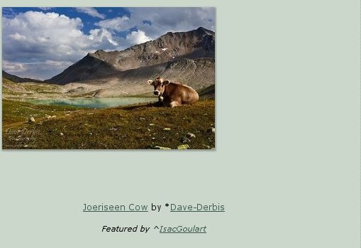 deviantArt, daily deviantion, joeriseen, cow, mountain, photo