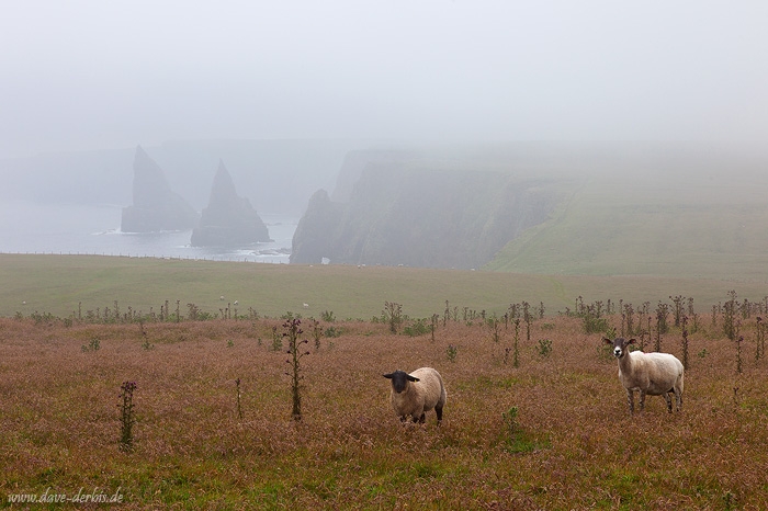 rain, sheep, cliff, ocean, fog, scotland, 2014, photo
