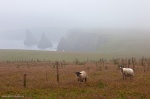 rain, sheep, cliff, ocean, fog, scotland, 2014, Scotland Landscape Calendar 2024, photo