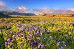field, flowers, wild, lupines, volcanic, mountains, sunset, golden hour, iceland, 2017, photo