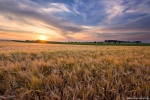 brumby, sunset, golden hour, corn, field, rural, sun, summer, germany, 2018, Rural Germany, photo