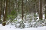 forest, snow, winter, harz, national park, fir tree, schnee, saxony-anhalt, sachsen-anhalt, germany, photo