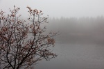fog, harz, lake, autumn, bush, germany, 2012, photo