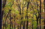 forest, autumn, harz, selke, germany, photo