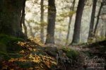 forest, harz,  autumn, national park, trees, sachsen-anhalt, saxony-anhalt, germany, photo