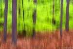 forest, abstract, national park, baltic sea, wild, germany, 2017, Abstract Forest Renditions, photo