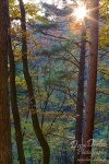 forest, harz,  autumn, national park, trees, sachsen-anhalt, saxony-anhalt, germany, photo