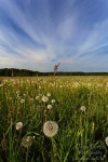 harz, meadow, blowball, dandelion, summer, flower, grass, friedrichsbrunn, Stock Images Germany, photo