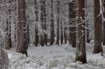 hiking, winter, snow, harz, cold, frozen, tree, fir, germany, 2013, Stock Images Germany, photo