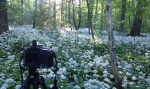 greetings, forest, sunrise, meadow, garlic, leipzig, Hunting the Light, photo