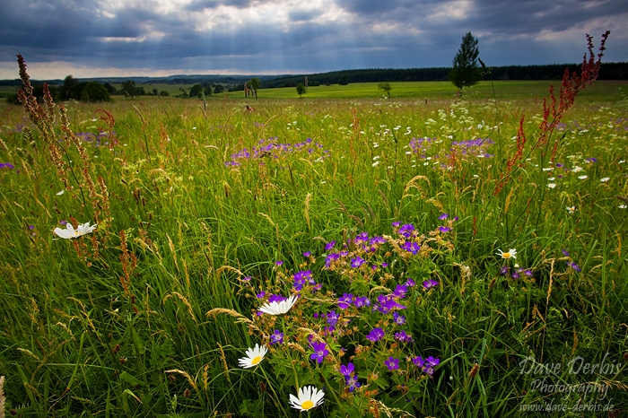 meadow, harz, summer, national park, sun beams, sachsen-anhalt, saxony-anhalt, germany, photo