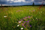 meadow, harz, summer, national park, sun beams, sachsen-anhalt, saxony-anhalt, germany, Landschafts Fotokalender Wilder Harz, photo