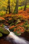autumn, stream, forest, harz, dream, national park, cascade, braunlage, Stock Images Germany, photo