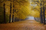 fall, autumn, park, road, foliage, leaves, germany, 2011, photo