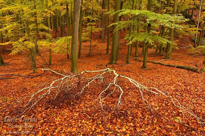 forest, autumn, woods, leaves, saxon switzerland, germany, 2011, photo