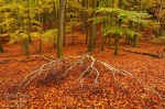 forest, autumn, woods, leaves, saxon switzerland, germany, 2011, Stock Images Germany, photo