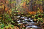 autumn, forest, foliage, stream, harz, valley, national parc, germany, Best Landscape Photos of 2013, photo