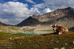 mountain, lake, alpine, cow, clouds, trail, pass, swiss, 2012