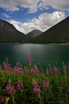 lake, wildflowers, moutain, alps, italy, 2012, Italy, photo