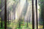 harz, summer, trees, sunbeams, bodetal, sachsen-anhalt, braunlage, national park, germany, 2020, Stock Images Germany, photo
