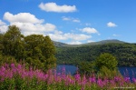 lake, wildflower, scotland, mountain, summer, flowers, Scotland, photo