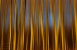 sunset, abstract, tree, forest, leipzig, germany, 2013, Abstract Forest Renditions, photo