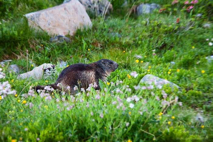 meadow, alpes, mountain, marmot, hohe tauern, national park, austria, photo